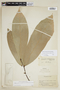 Unonopsis veneficiorum (C. Mart.) R. E. Fr., PERU, F