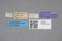 2819394 Stenus argentinus HT labels IN