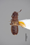 2819378 Oxytelopsis plasoni HT d IN