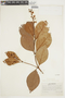 Byrsonima crassifolia (L.) Kunth, VENEZUELA, F