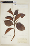 Byrsonima crassifolia (L.) Kunth, COLOMBIA, F