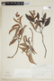Byrsonima crassifolia (L.) Kunth, SURINAME, F