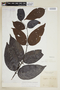 Diplopterys pauciflora (G. Mey.) Nied., FRENCH GUIANA, F
