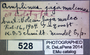 528 Amplinus tajumulco HT IN labels