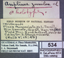 534 Amplinus zuniulus HT IN labels