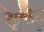 49632 Aphaenogaster longiceps D IN
