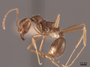 49632 Aphaenogaster longiceps P IN
