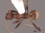 62928 Aphaenogaster lamellidens D IN