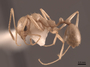 62932 Aphaenogaster megommata P IN