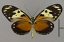 124277 Heliconius hecale melicerta v IN