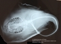5834_Himantura_schmardae_(n = 1of 2 specimens)_x-ray_ventral view_X890_FZ_jpg