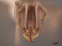 49768 Aphaenogaster occidentalis H IN