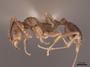 49768 Aphaenogaster occidentalis P IN