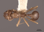 49768 Aphaenogaster occidentalis D IN