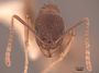 49661 Aphaenogaster picea H IN