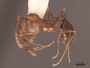 62941 Aphaenogaster rudis P IN