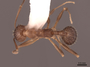 62941 Aphaenogaster rudis D IN