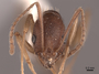 62927 Aphaenogaster texana H IN