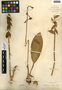 Aplectrum hyemale (Muhl. ex Willd.) Nutt., U.S.A., E. Brainerd s.n., F
