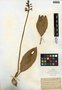 Aplectrum hyemale (Muhl. ex Willd.) Nutt., U.S.A., O. E. Pearce s.n., F