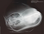 5834_Himantura_schmardae_(n = 2 of 2 specimens)_x-ray_dorsal view_X887_FZ_jpg