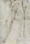Scleria reticularis image
