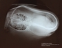5834_Himantura_schmardae_(n = 2 of 2 specimens)_x-ray_ventral view_x888_FZ_jpg