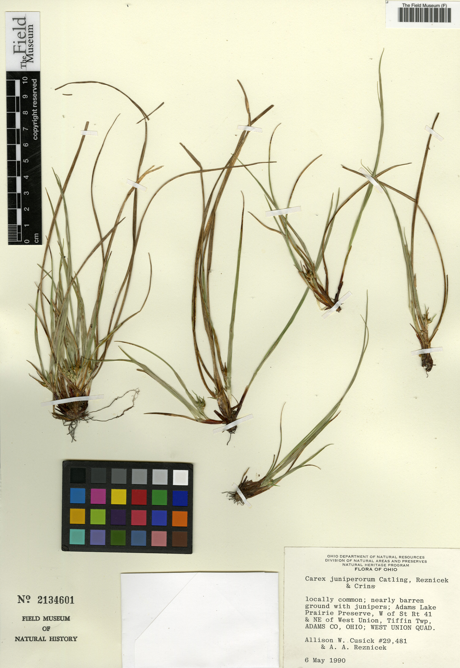 Carex juniperorum image