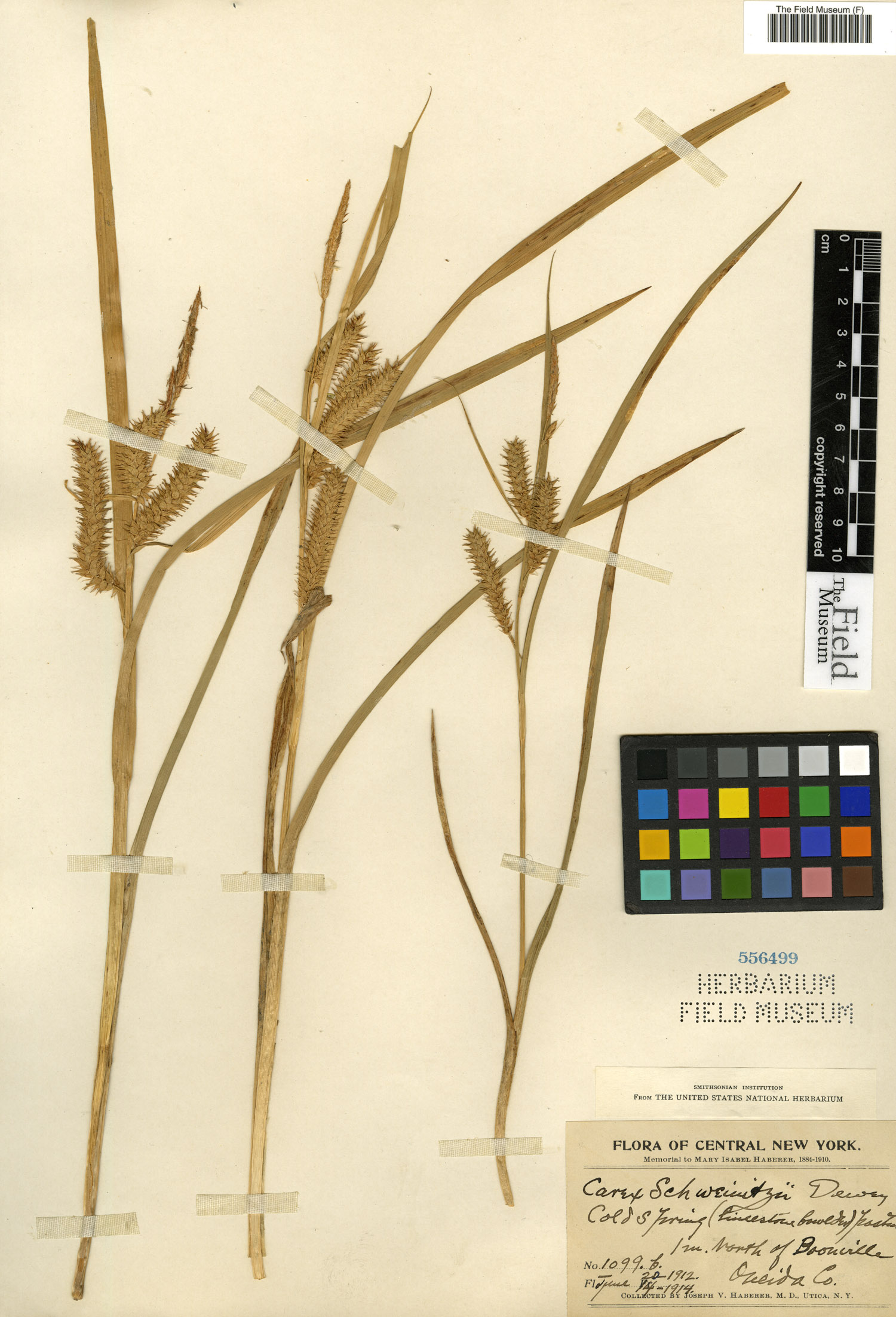 Carex schweinitzii image