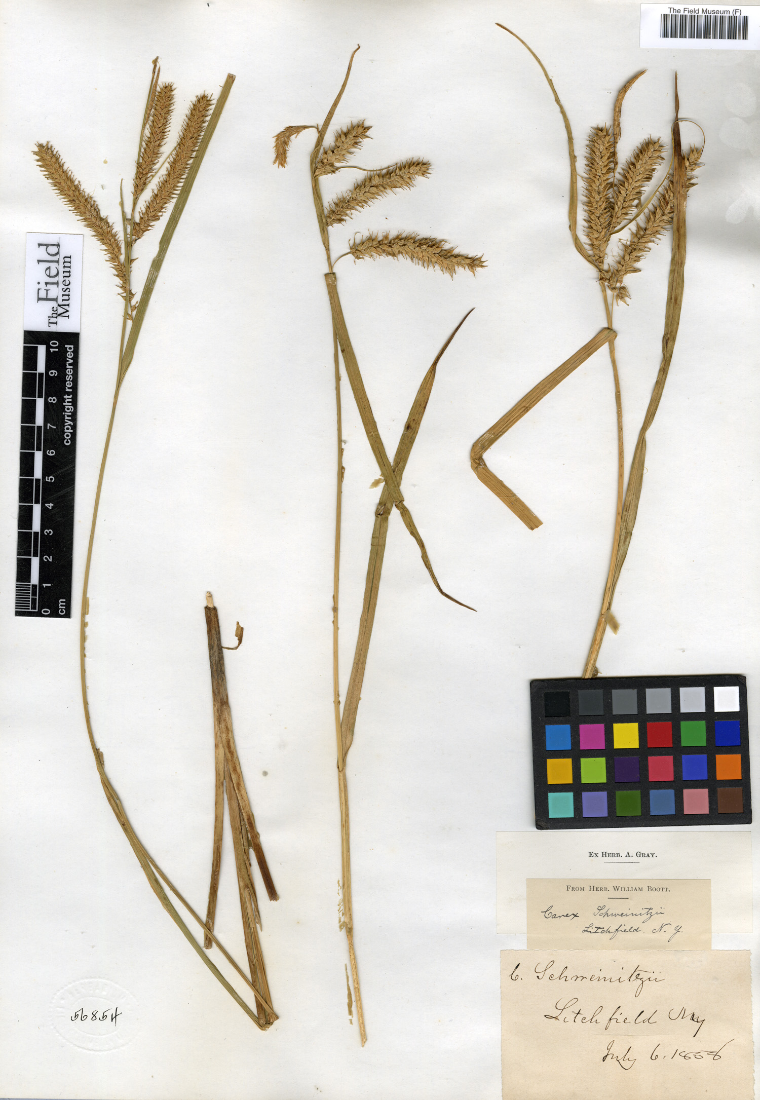Carex schweinitzii image