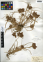 Cyperus odoratus L., U.S.A., J. T. Rothrock, F