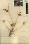 Cyperus retrorsus Chapm., U.S.A., N. L. Britton s.n., F