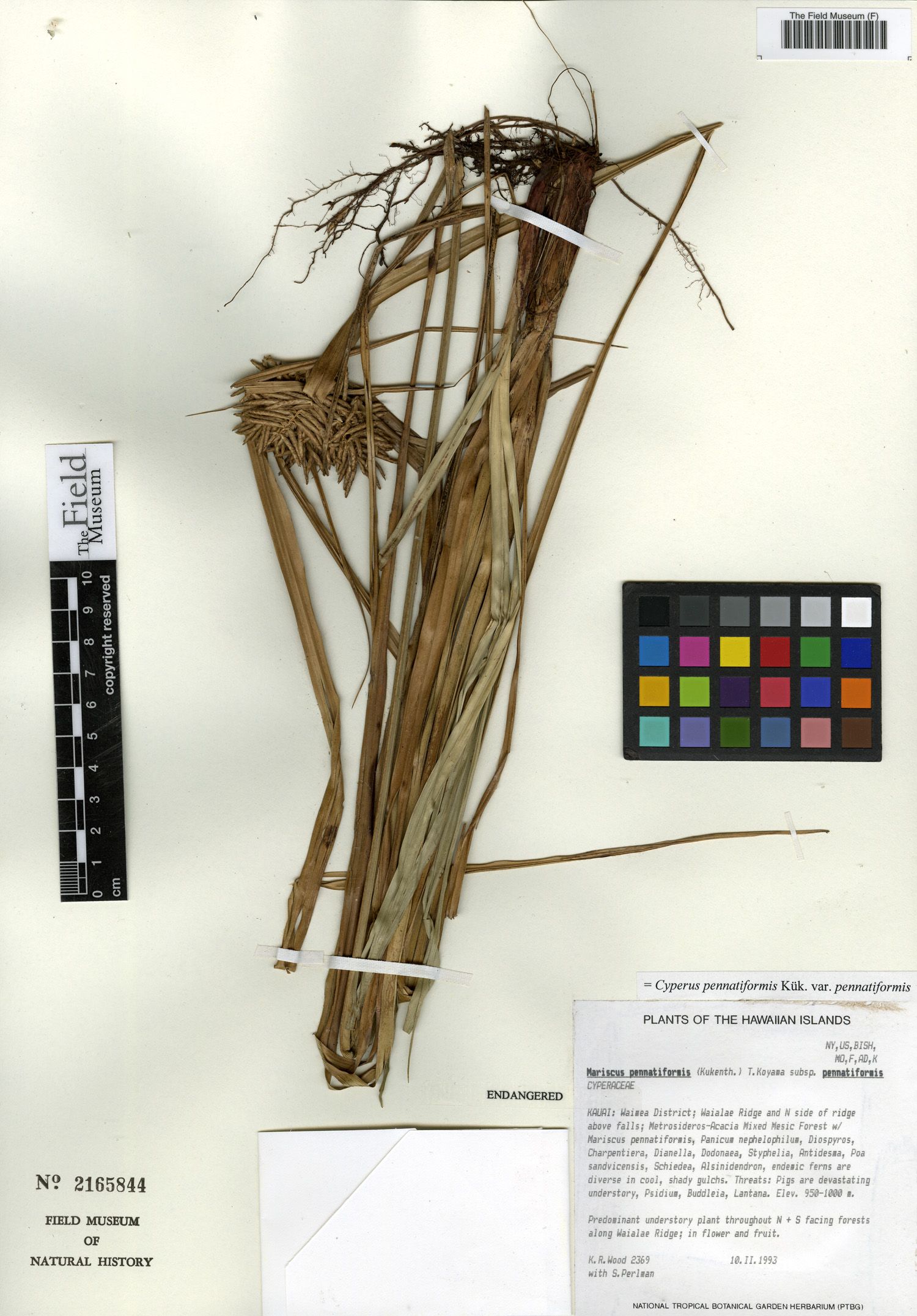 Cyperus pennatiformis var. pennatiformis image