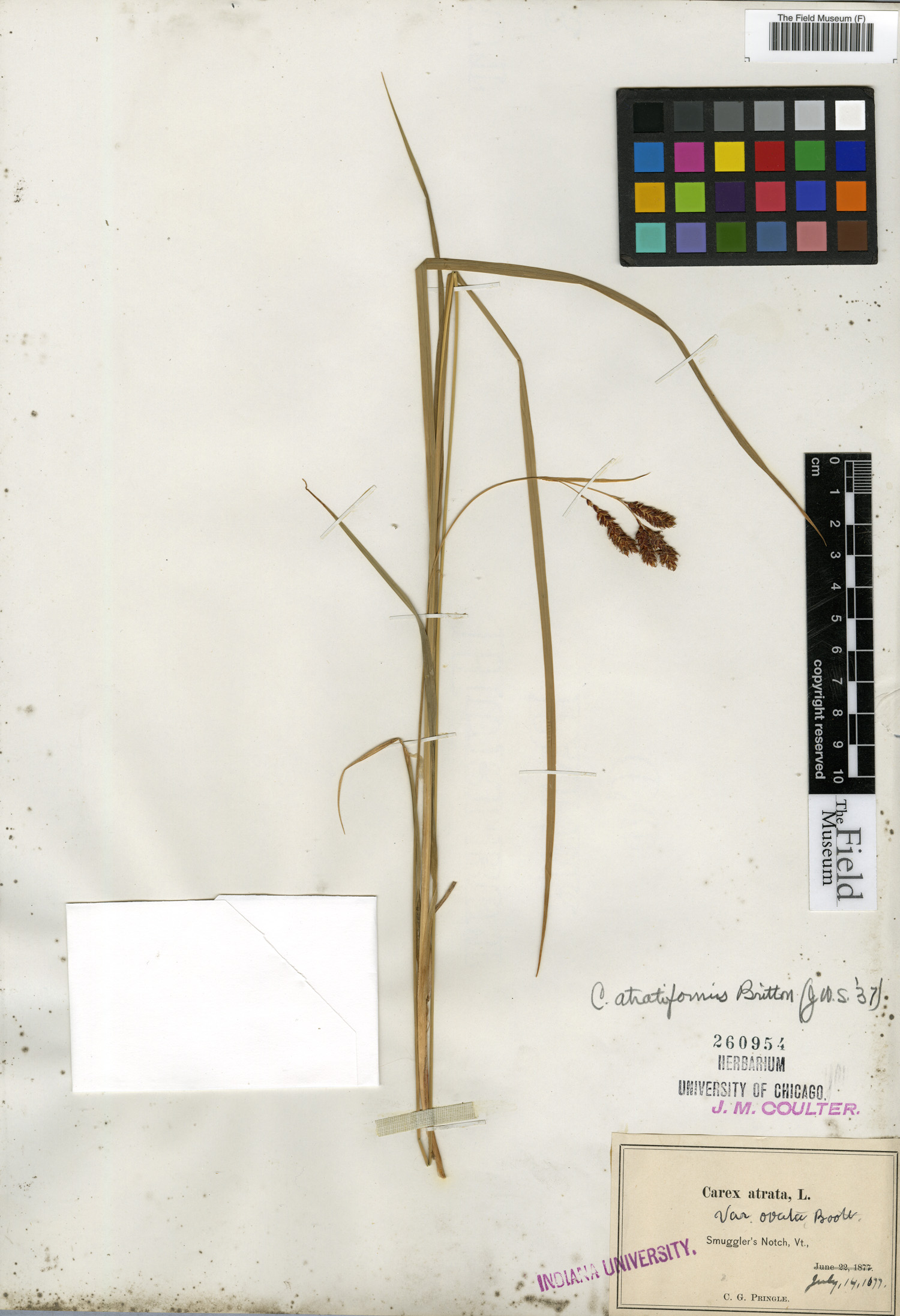 Carex atratiformis image