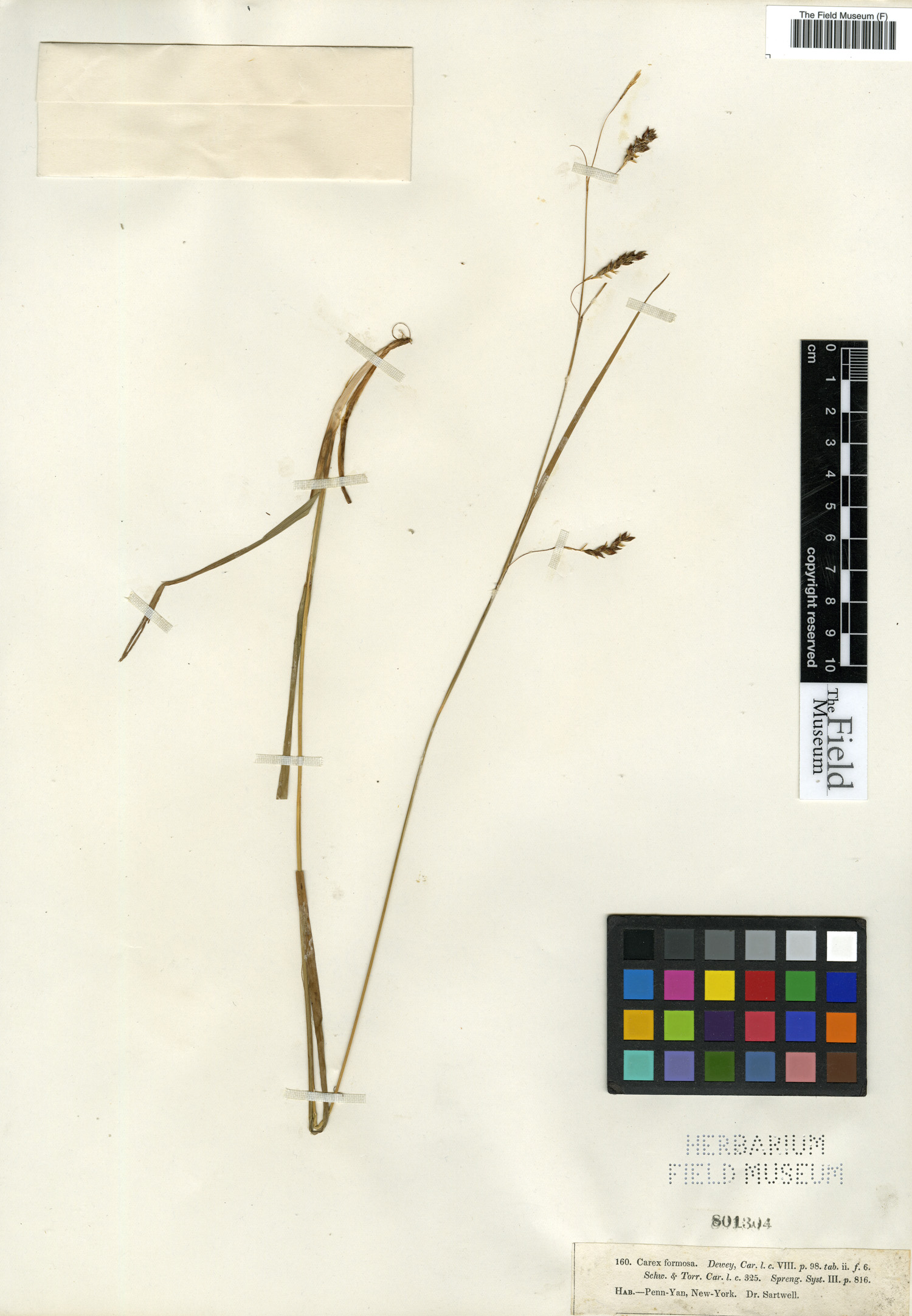 Carex formosa image