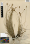 Carex echinata image