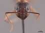 45687 Camponotus americanus H IN