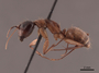 45687 Camponotus americanus P IN
