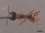 45687 Camponotus americanus D IN