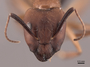 46082 Camponotus atriceps H IN