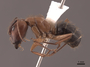 46082 Camponotus atriceps P IN