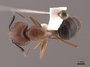 46082 Camponotus atriceps D IN