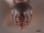 62559 Camponotus bakeri H IN