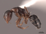 62559 Camponotus bakeri P IN