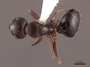62559 Camponotus bakeri D IN