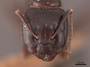 45723 Camponotus caryae H IN