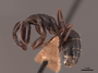 45723 Camponotus caryae P IN