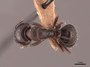 45723 Camponotus caryae D IN