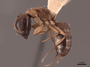 45726 Camponotus clarithorax P IN