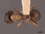 45726 Camponotus clarithorax D IN